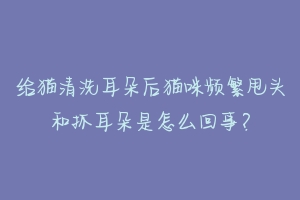 给猫清洗耳朵后猫咪频繁甩头和抓耳朵是怎么回事?