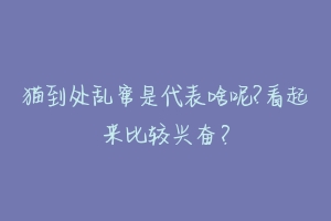 猫到处乱窜是代表啥呢?看起来比较兴奋？-动物百科