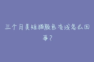三个月美短猫颜色变浅怎么回事?