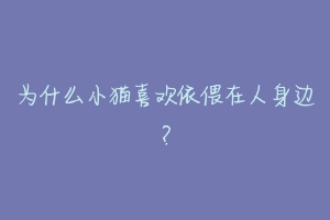 为什么小猫喜欢依偎在人身边？