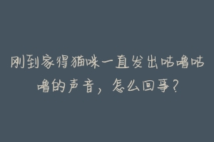 刚到家得猫咪一直发出咕噜咕噜的声音，怎么回事？
