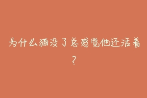 为什么猫没了总感觉他还活着?