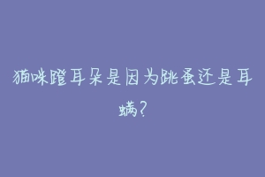 猫咪蹬耳朵是因为跳蚤还是耳螨?