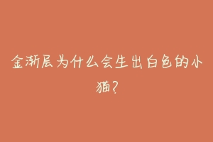 金渐层为什么会生出白色的小猫?-动物百科