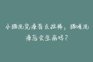 小猫洗完澡有点拉稀，猫咪洗澡后会生病吗？