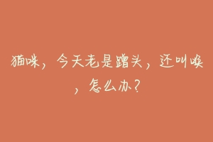 猫咪,今天老是蹭头,还叫唤,怎么办?-动物百科