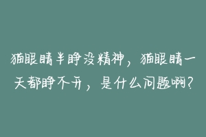 猫眼睛半睁没精神,猫眼睛一天都睁不开,是什么问题啊?-动物百科