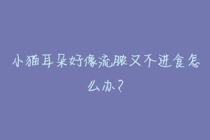 小猫耳朵好像流脓又不进食怎么办?-动物百科