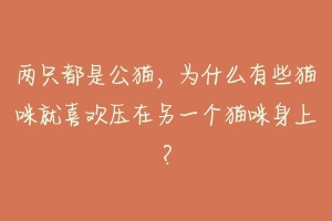 两只都是公猫,为什么有些猫咪就喜欢压在另一个猫咪身上?-动物百科