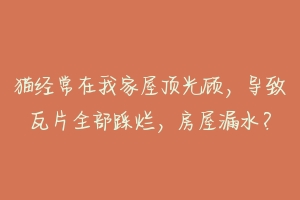 猫经常在我家屋顶光顾,导致瓦片全部踩烂,房屋漏水?