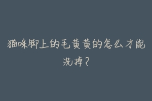 猫咪脚上的毛黄黄的怎么才能洗掉?-动物百科