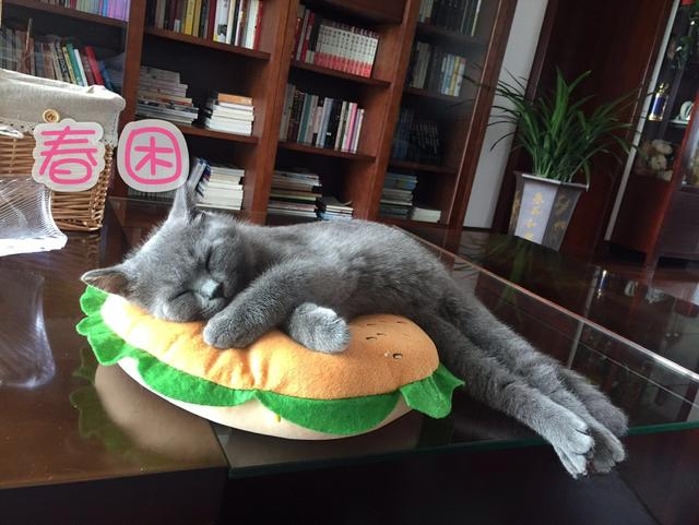 猫猫喜欢爬上床来睡觉,有什么办法阻止?