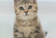 公猫为什么无缘无故离家出走?-动物百科