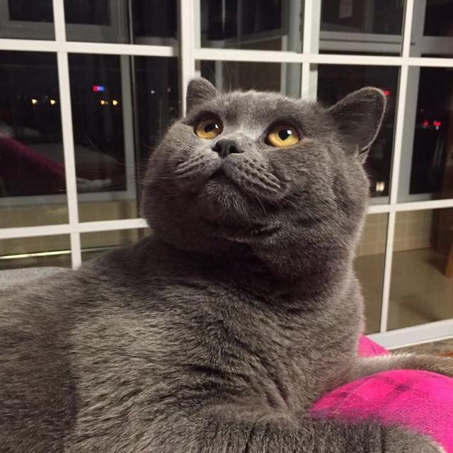 猫猫喜欢爬上床来睡觉,有什么办法阻止?