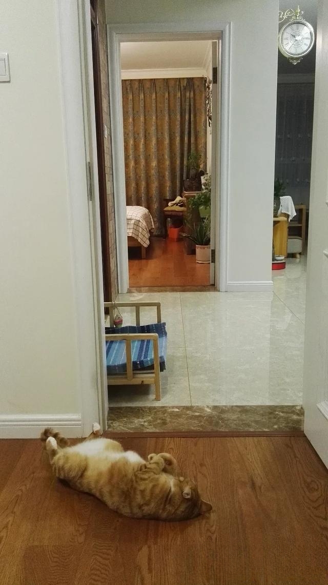 猫咪为什么走到哪里睡到哪里?