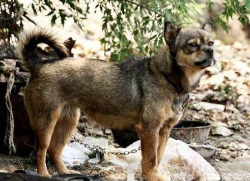 怎么理解“猫记千,狗记万”,是真的吗?