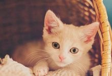 怎样给刚出生的小猫做标记呢?-动物百科