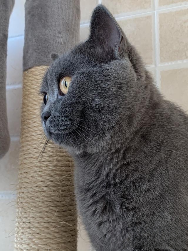 猫猫喜欢爬上床来睡觉,有什么办法阻止?