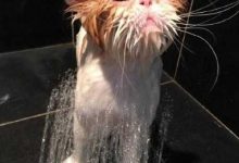 为什么摸蓝猫头就咬人？