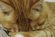 猫咪为什么走到哪里睡到哪里?