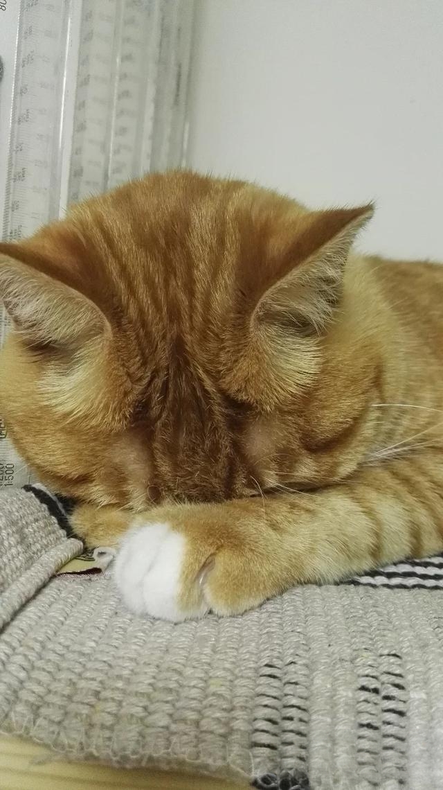 猫咪为什么走到哪里睡到哪里?