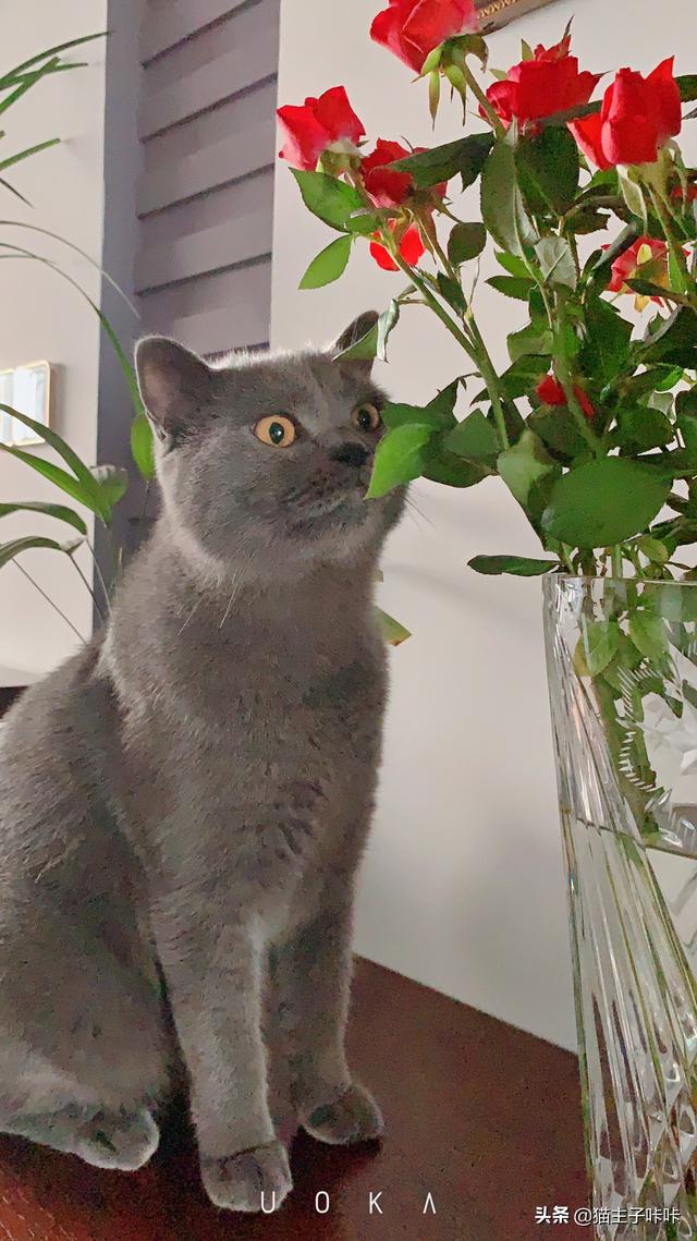 猫猫喜欢爬上床来睡觉,有什么办法阻止?