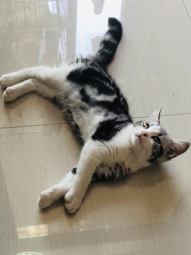 猫猫喜欢在软的东西上按按是为什么?