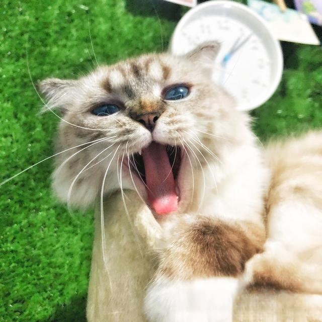 猫猫喜欢爬上床来睡觉,有什么办法阻止?