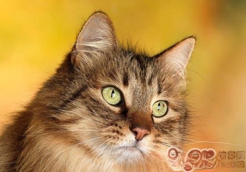 一只凶猛的饿猫,看见一只老鼠拔腿就跑,为什么?-动物百科