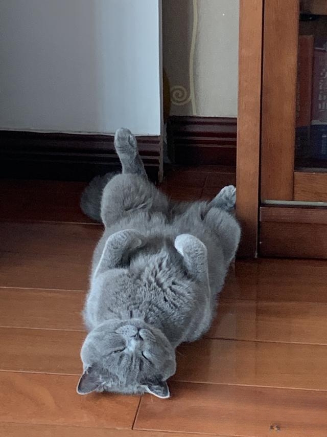 猫猫喜欢爬上床来睡觉,有什么办法阻止?