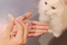 怎么教猫咪握手和拍手?