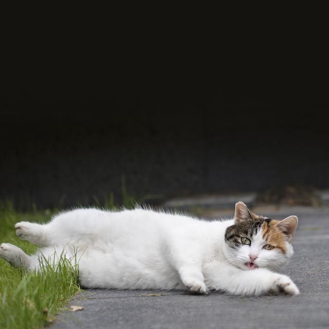 为什么猫从高空摔下却什么事都没有?