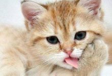 叫猫的名字没反应怎么训练？-动物百科