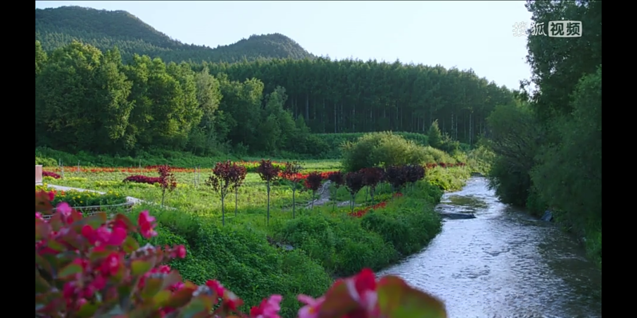 橘猫小时候为什么要长大好好看呢?