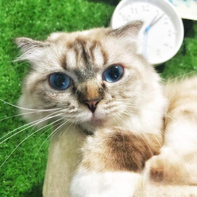 猫猫喜欢爬上床来睡觉,有什么办法阻止?