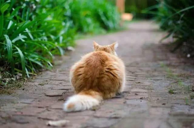 猫咪怀孕后有哪些变化？-动物百科