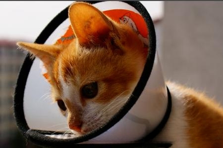 猫咪手术后伤口不愈合怎么办?-动物百科