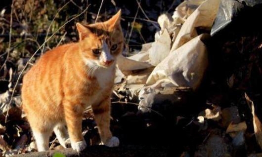 怎么理解“猫记千,狗记万”,是真的吗?