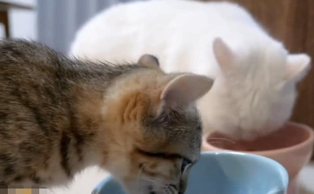 如何告诉猫咪我分手了?