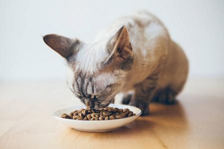 猫咪的眼屎怎么清理?