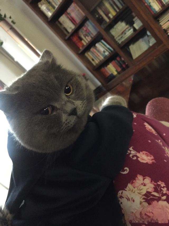 猫猫喜欢爬上床来睡觉,有什么办法阻止?