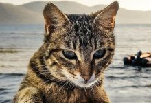 野猫,凌晨,惨叫,原因?