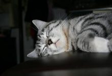 猫的本领有哪些?-动物百科