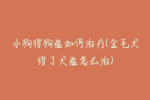 小狗得狗瘟如何治疗(金毛犬得了犬瘟怎么治)-动物百科