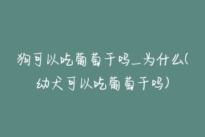 狗可以吃葡萄干吗_为什么(幼犬可以吃葡萄干吗)-动物百科