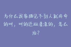 为什么我家猫见不到人就拼命的叫,叫的还挺凄凉的,怎么治?-动物百科