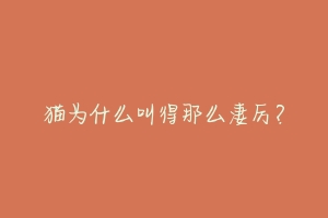 猫为什么叫得那么凄厉?-动物百科