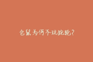仓鼠为何不玩跑轮?