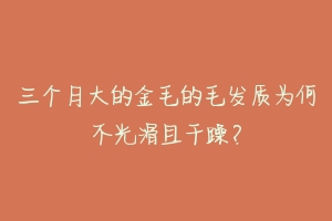 三个月大的金毛的毛发质为何不光滑且干躁?-动物百科