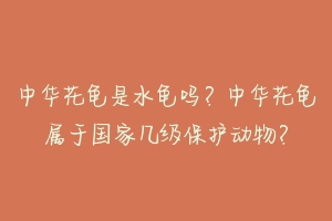 中华花龟是水龟吗？中华花龟属于国家几级保护动物？-动物百科